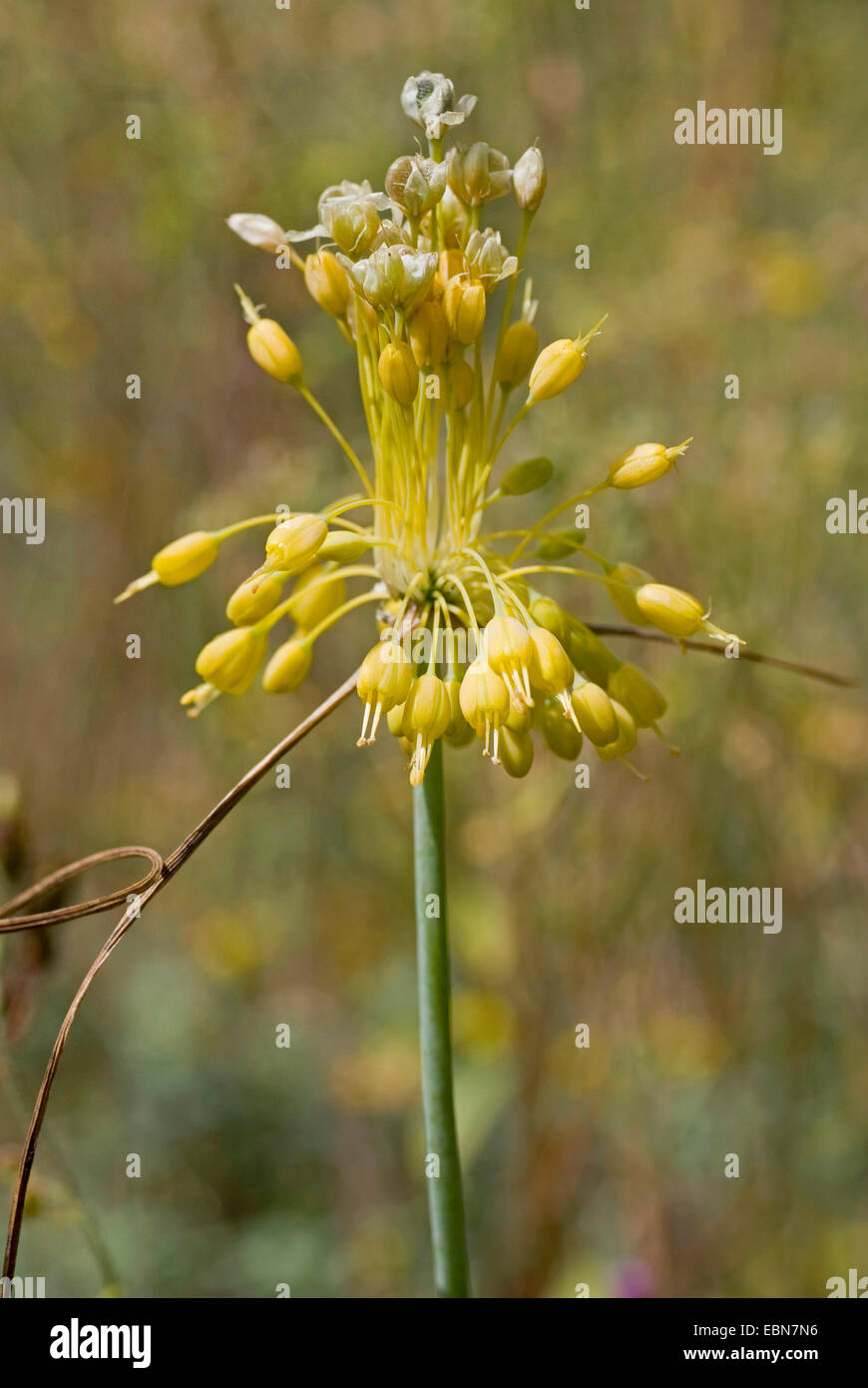 fragrant yellow allium (Allium flavum), inflorescence Stock Photo