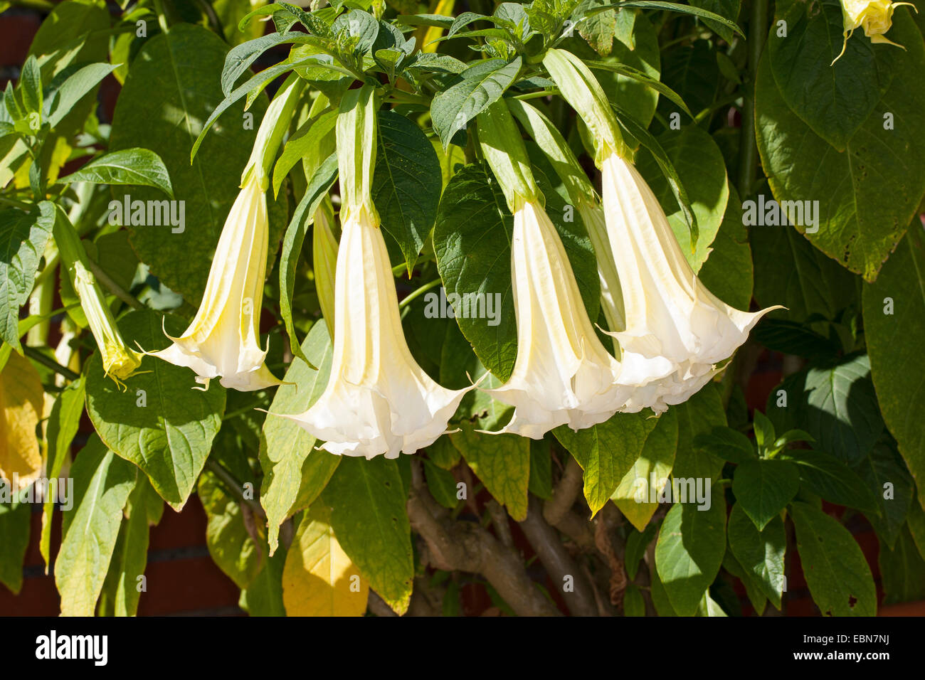 Angel's trumpet tree (Brugmansia spec., Datura spec.), blooming Stock Photo