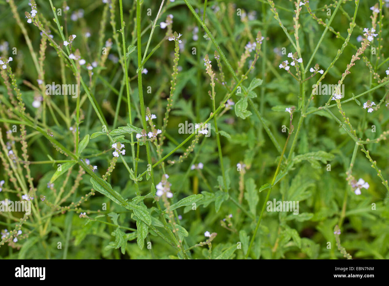 European vervain, Turkey Grass, Simpler's Joy (Verbena officinalis), blooming, Germany Stock Photo