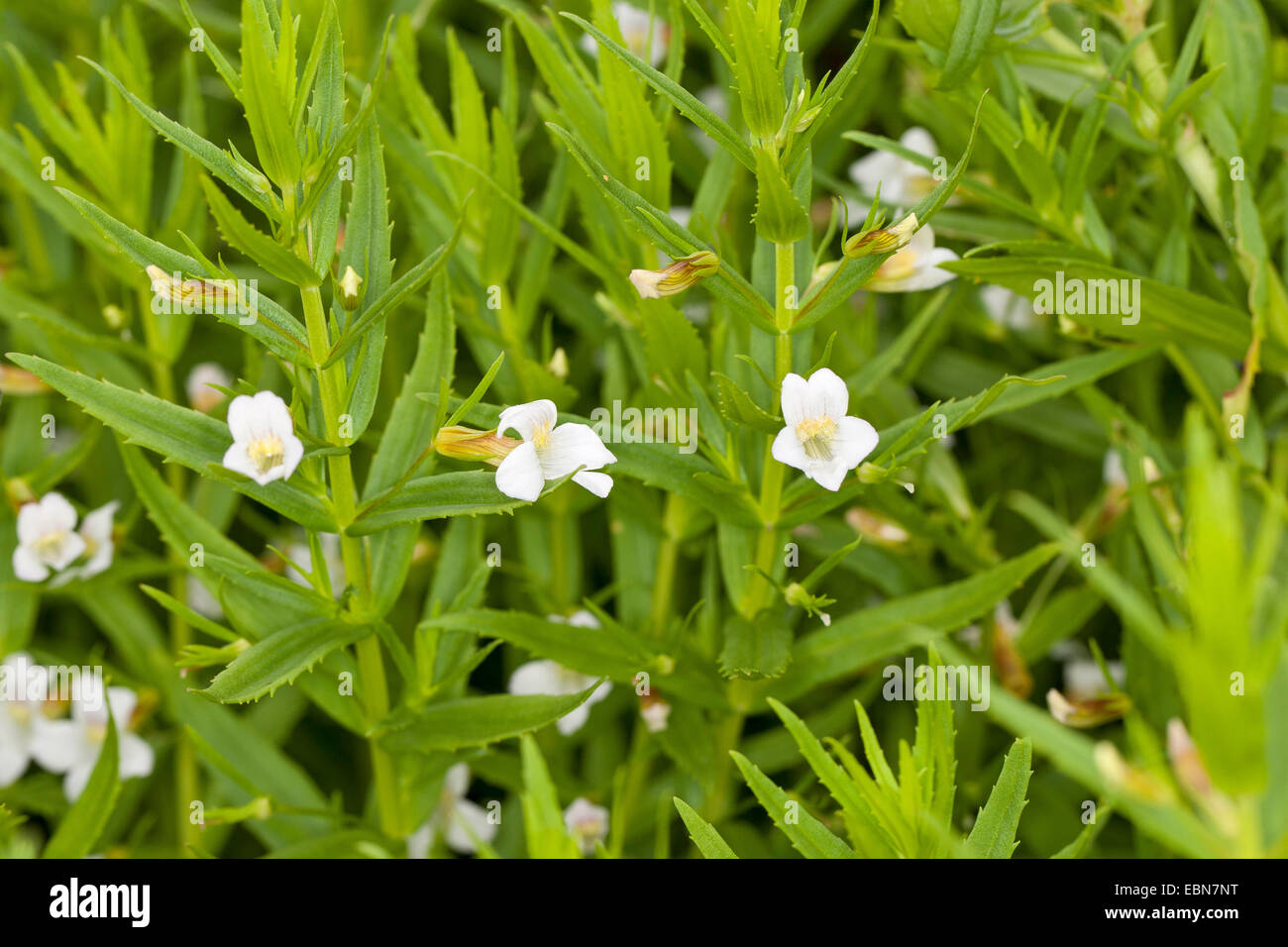 Hedge-Hyssop, Common Hedgehyssop (Gratiola officinalis), blooming Stock Photo