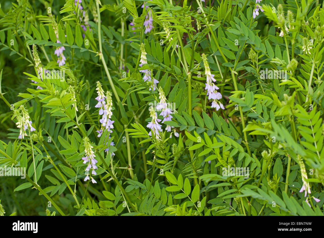 Goat's rue, French lilac, Italian fitch, Professor-weed (Galega officinalis), blooming, Germany Stock Photo