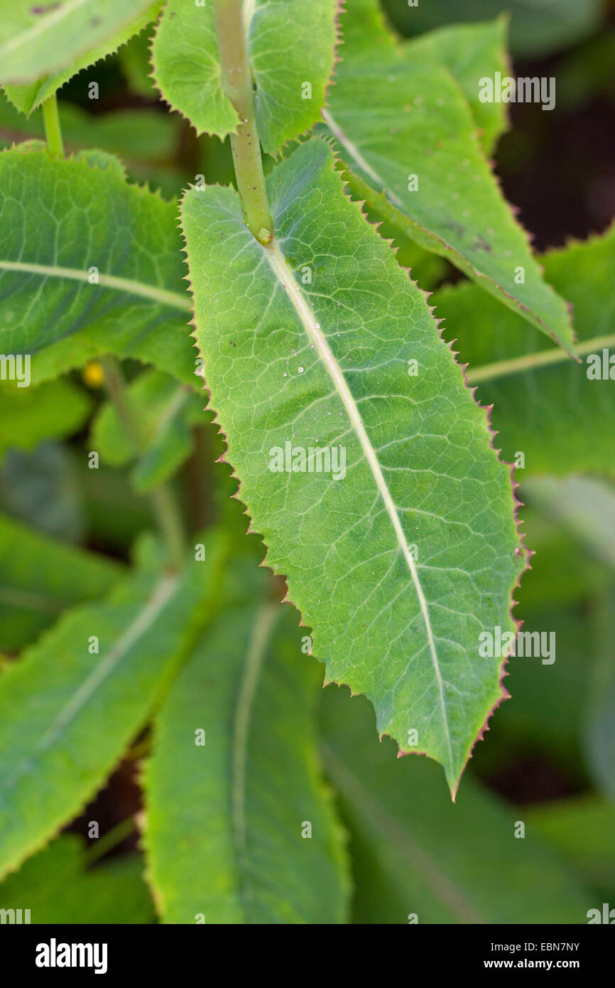 Great lettuce, Wild lettuce (Lactuca virosa), leaves, Germany Stock