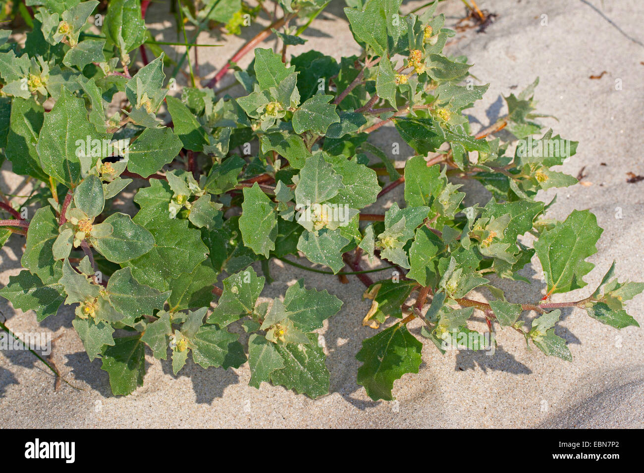 Frosted orache (Atriplex laciniata, Atriplex sabulosa, Atriplex maritima), on sandy beach, Germany Stock Photo