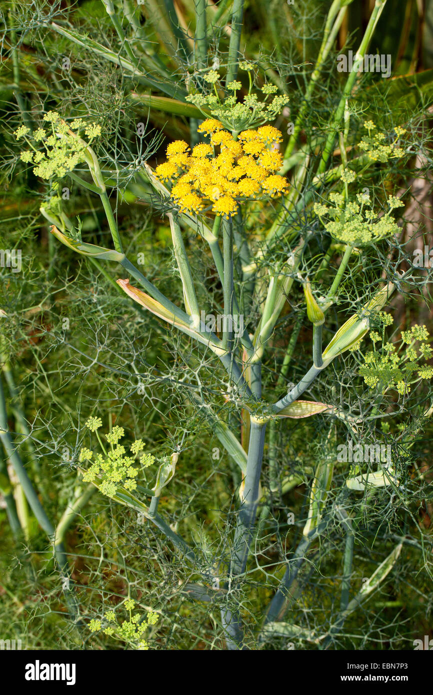 sweet fennel (Foeniculum vulgare, foeniculum), blooming Stock
