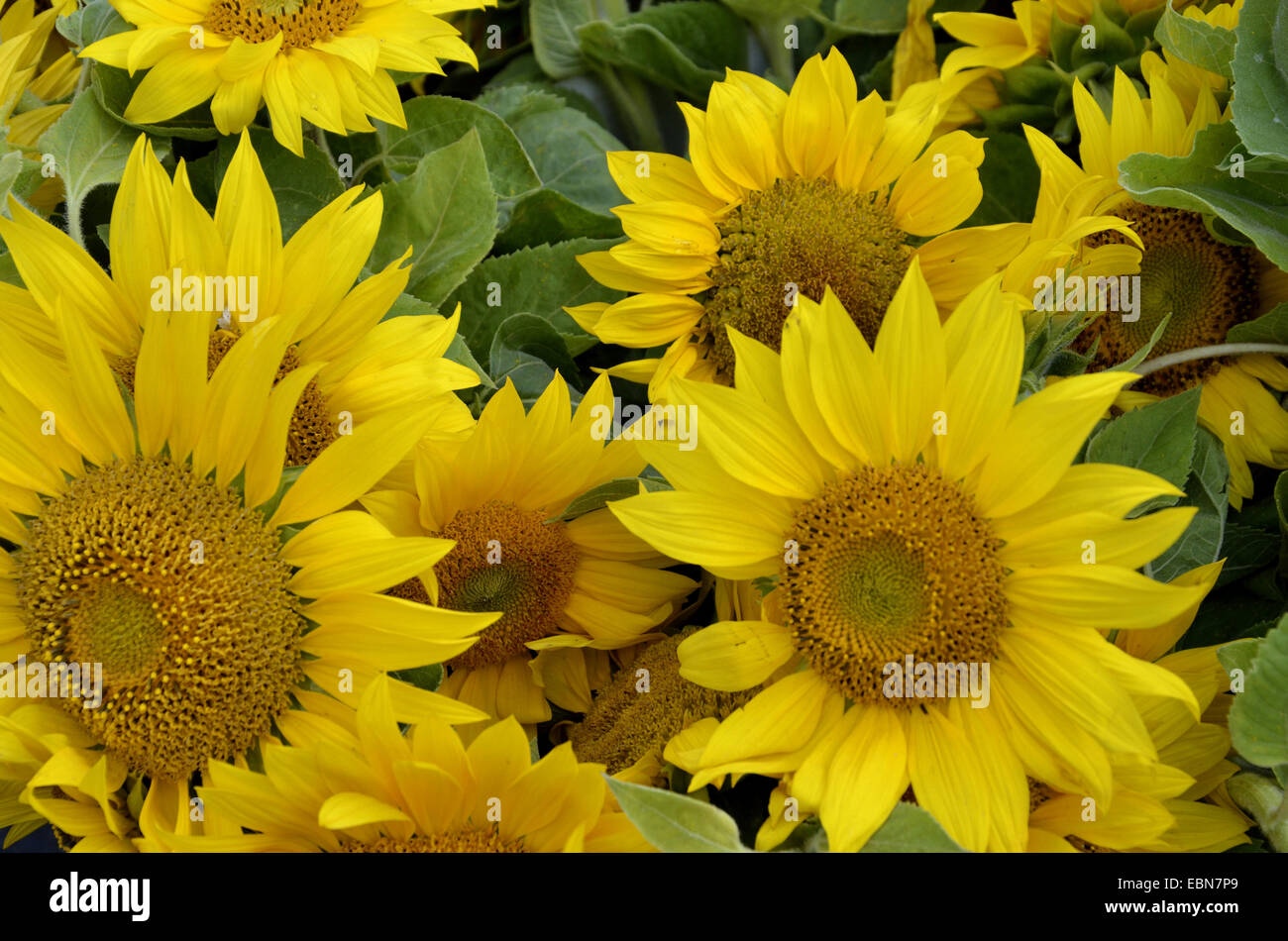 Sunflowers close ups hi-res stock photography and images - Alamy