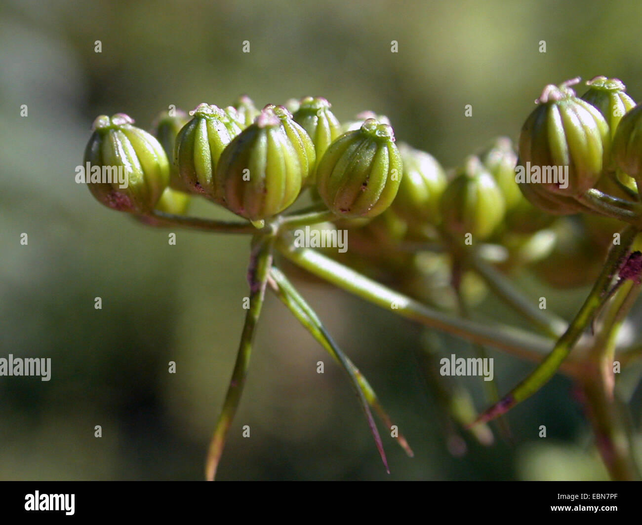 Fool's parsley, Fool's cicely, Poison parsley (Aethusa cynapium