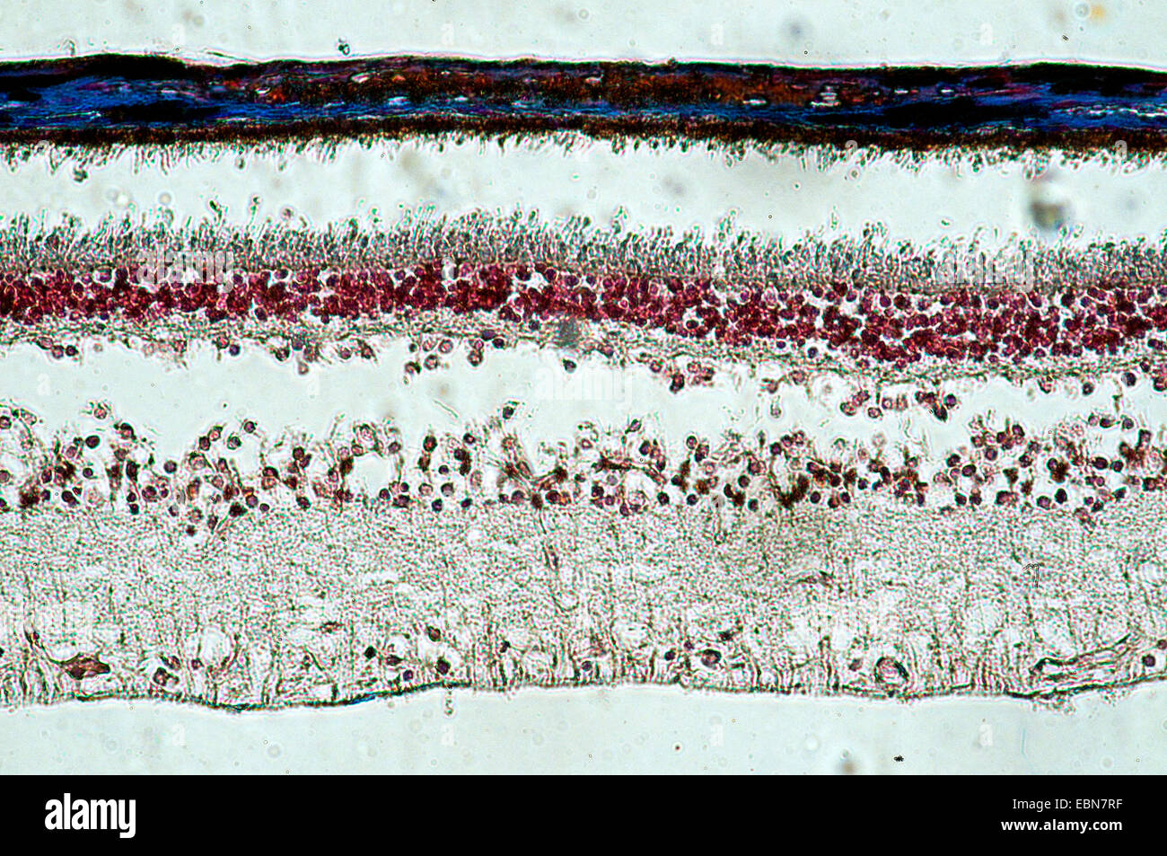 Cross section of the retina Stock Photo