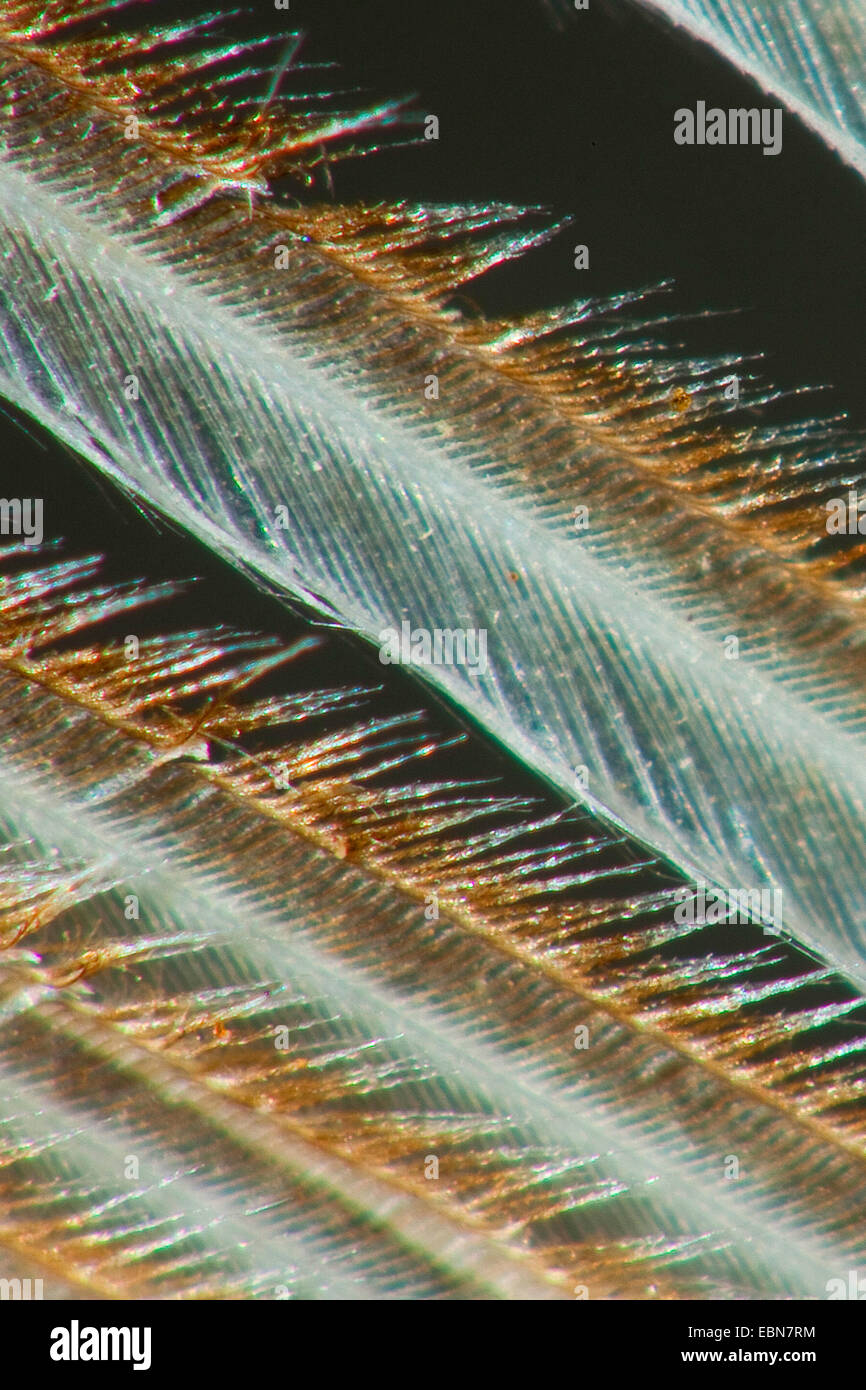 northern sparrow hawk (Accipiter nisus), feather of a Norther sparrow hawk Stock Photo