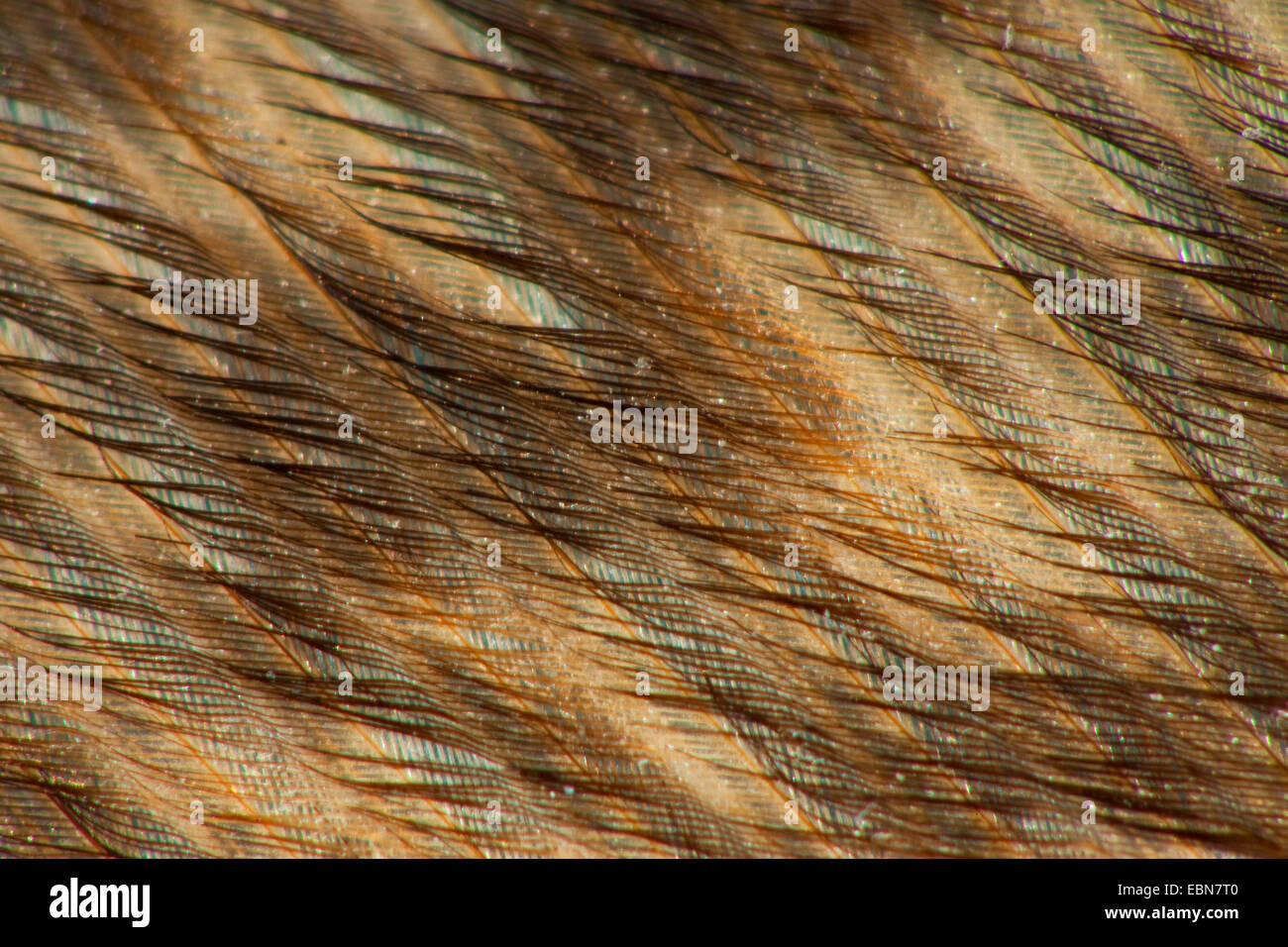 northern eagle owl (Bubo bubo), feather of a Norther eagle owl Stock Photo