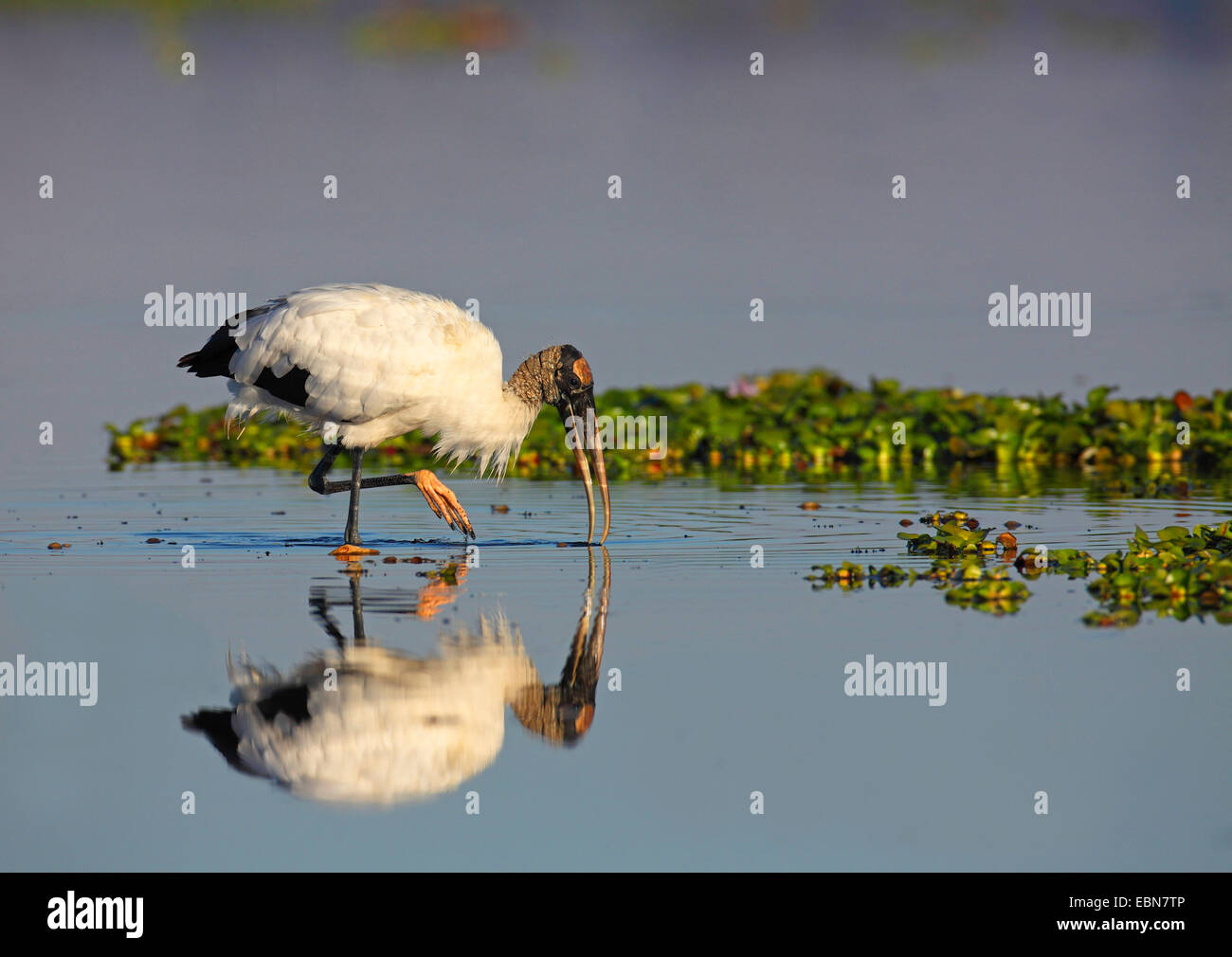 American wood ibis (Mycteria americana), looking for food in shallow water, mirror image, USA, Florida Stock Photo