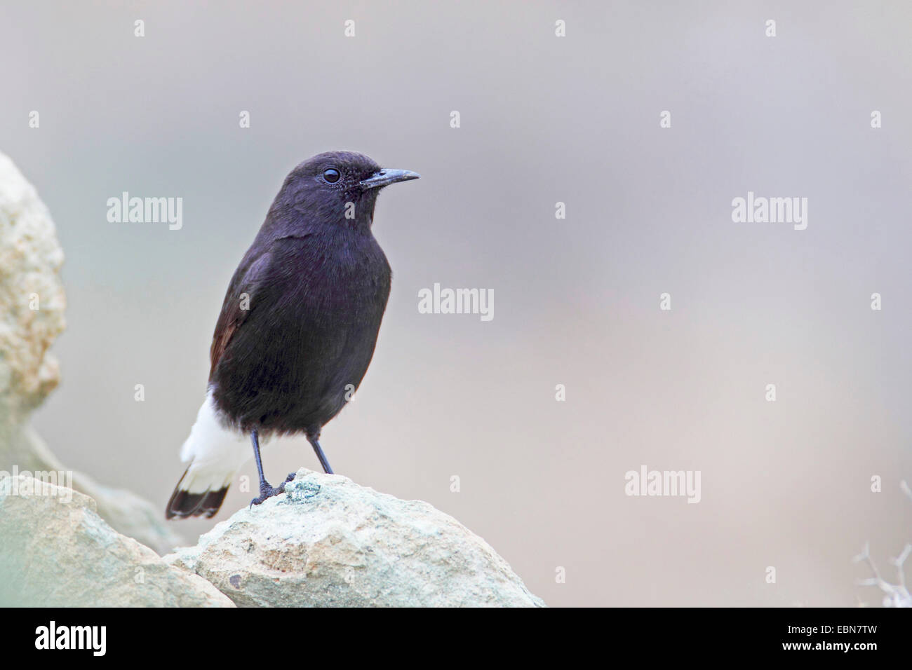 black wheatear (Oenanthe leucura), male sitting on a rock, Spain, Andalusia Stock Photo