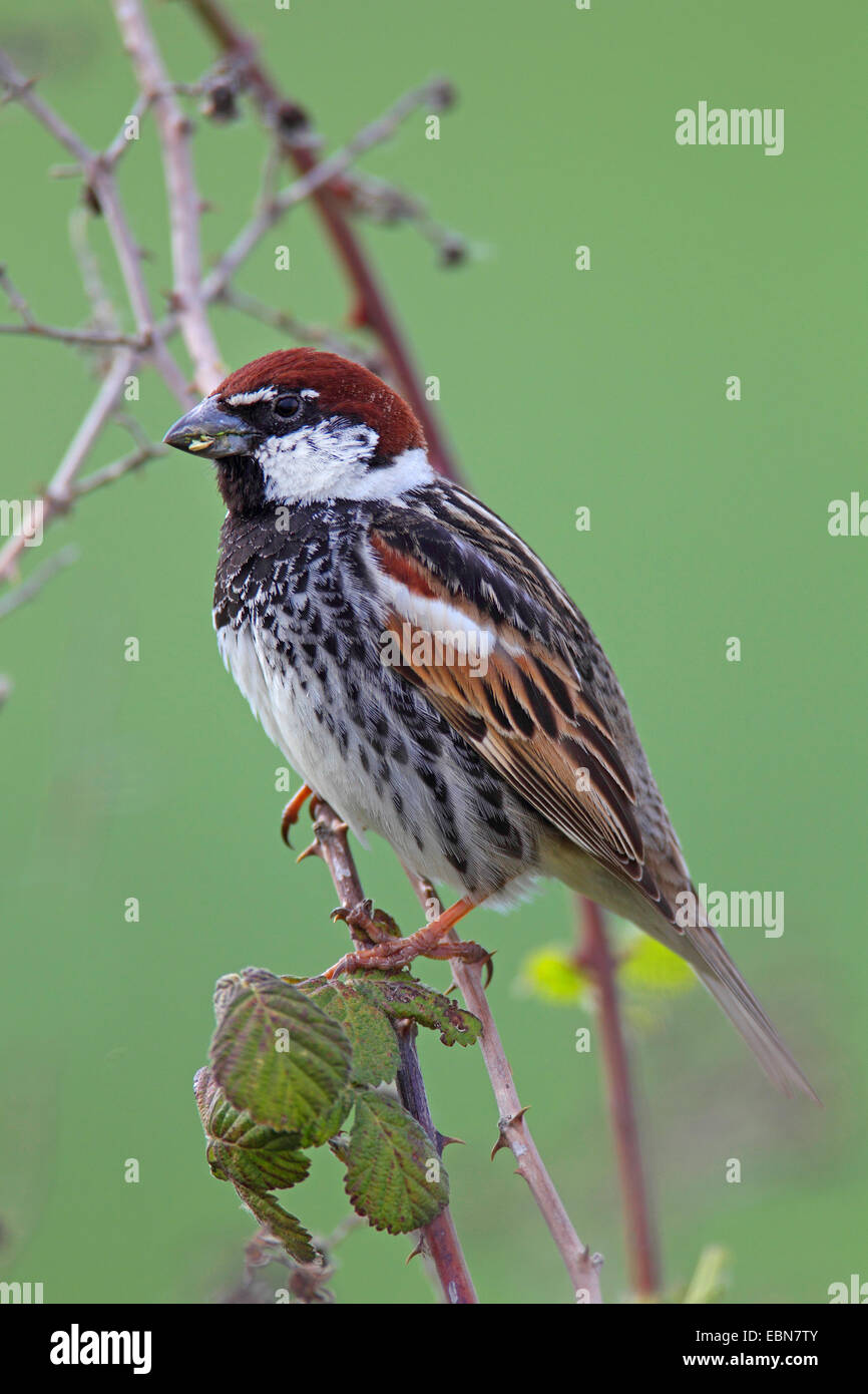 Spanish sparrow (Passer hispaniolensis), male sitting at a blackberry tendril, Turkey, Adana Stock Photo