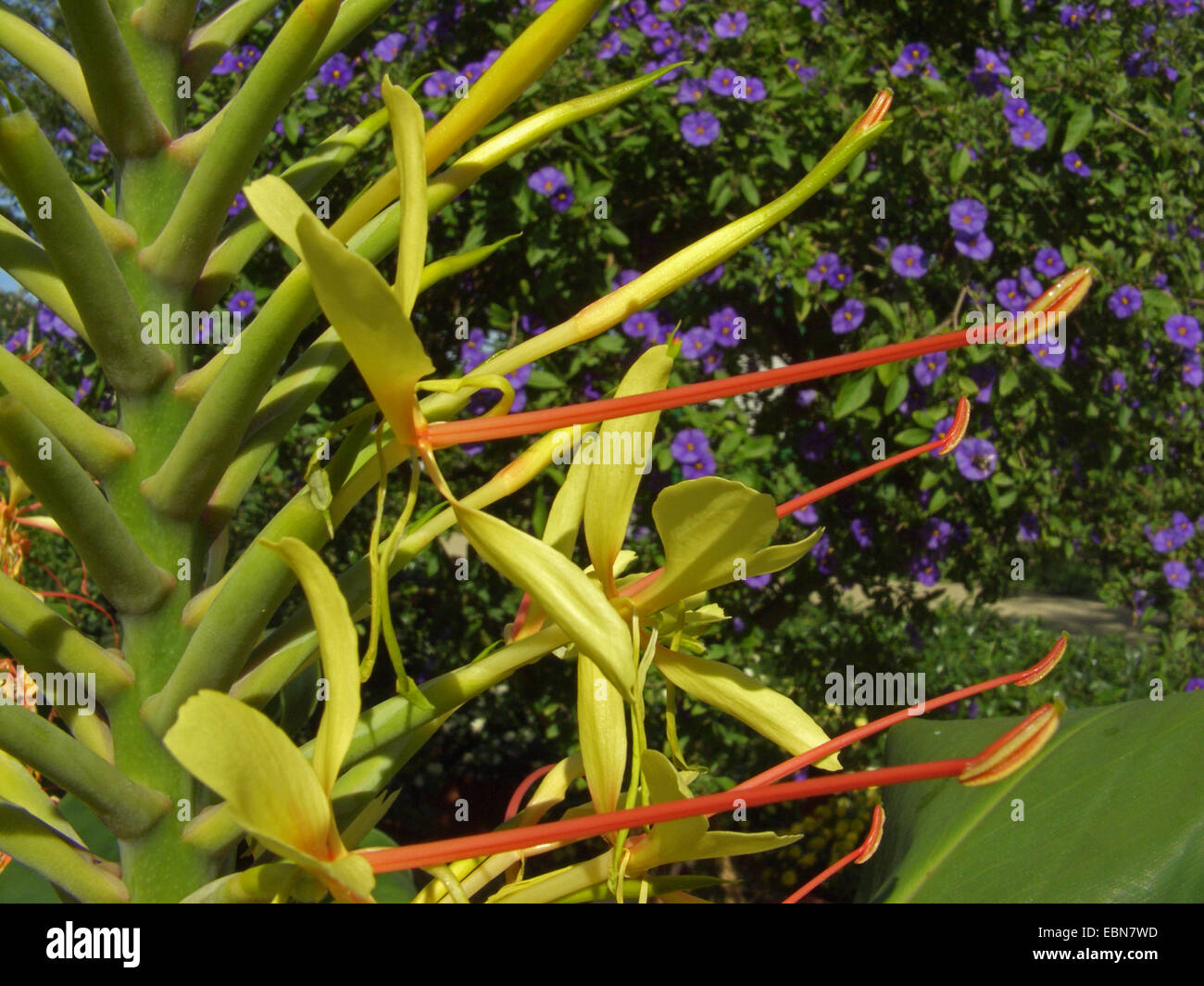 Kahila gingerlily (Hedychium gardnerianum), flowers Stock Photo
