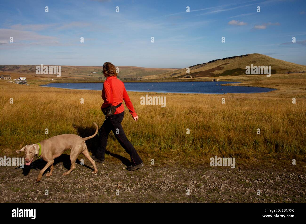 Walker and dog near Redbrook reservoir, Marsden Moor, West Yorkshire, England Stock Photo