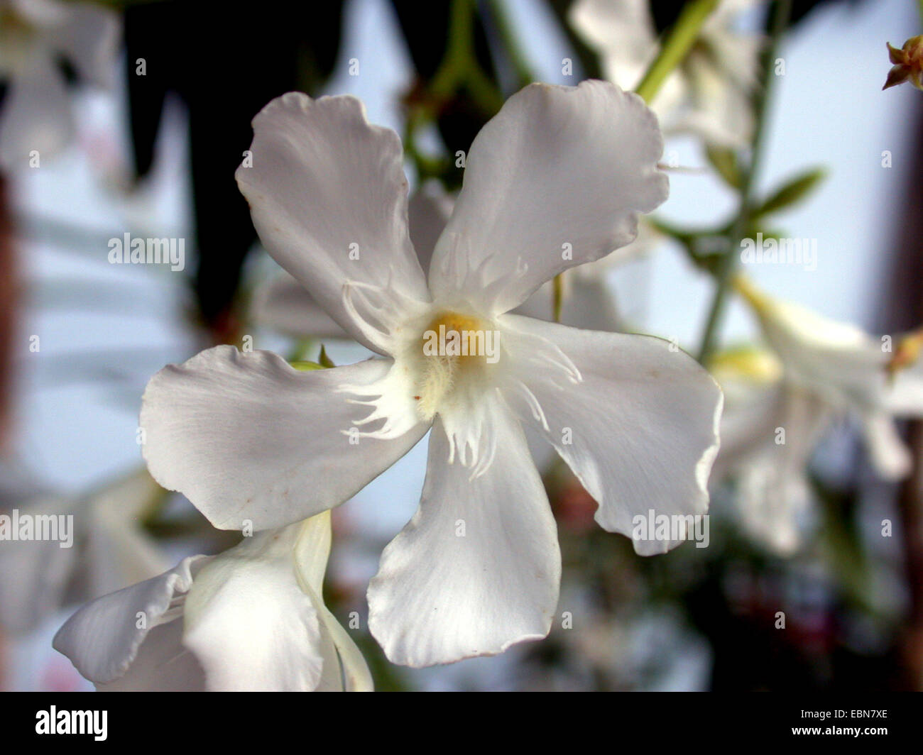 oleander (Nerium oleander), with white flowers Stock Photo - Alamy