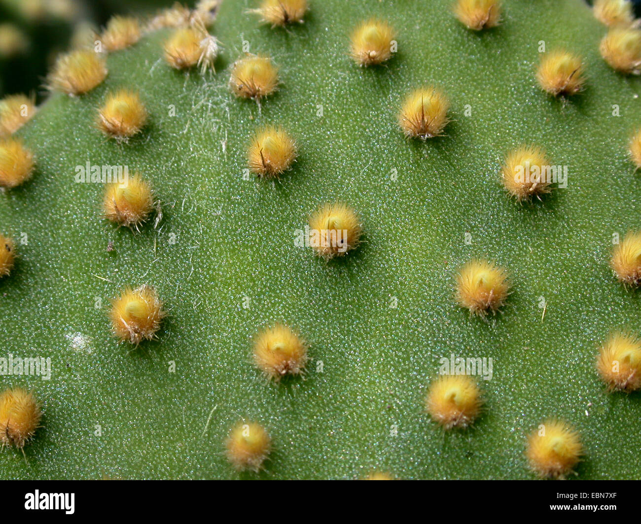 Bunny Ears, Polka Dot Cactus (Opuntia microdasys), macro shot of areols Stock Photo