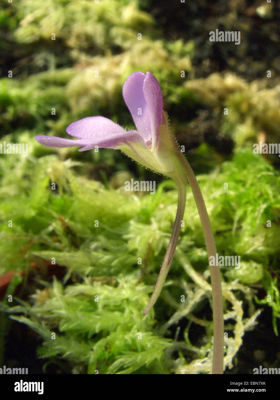 butterwort (Pinguicula esseriana), flower Stock Photo