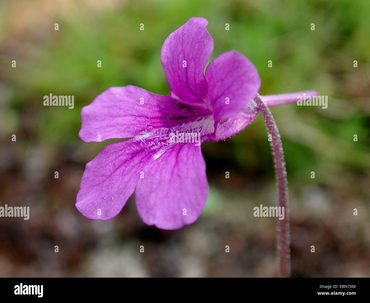Greater Butterwort (Pinguicula grandiflora), flower Stock Photo Alamy