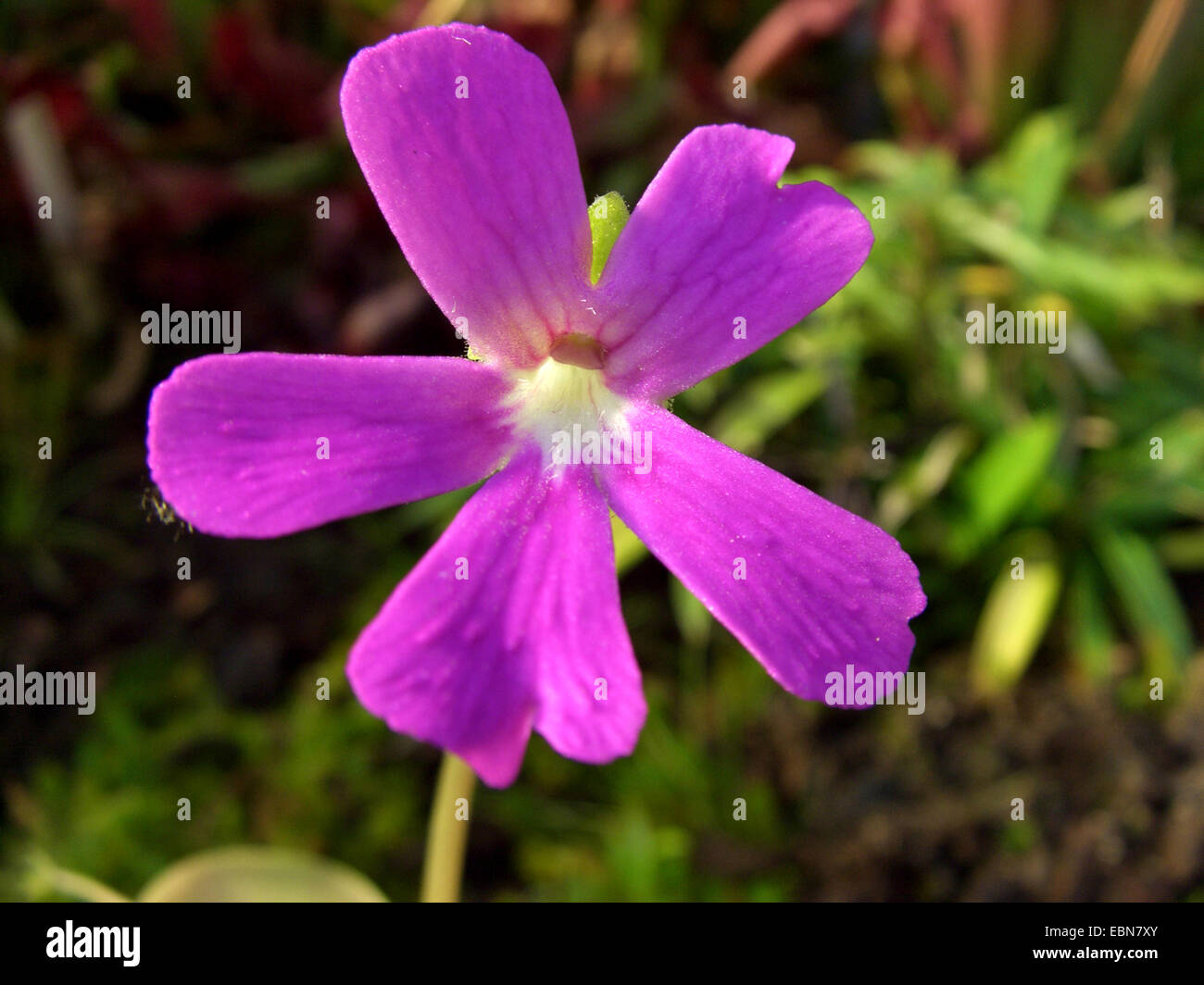 butterwort (Pinguicula ehlersiae), flower Stock Photo