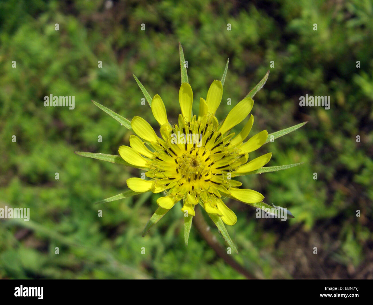 yellow salsify, meadow goat's-beard (Tragopogon dubius), inflorescence, Germany Stock Photo