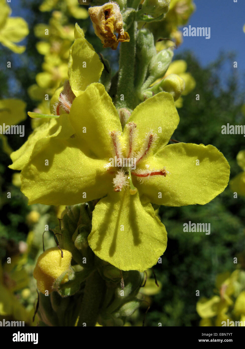 Showy mullein, Hungarian Mullein (Verbascum speciosum), flower, Germany Stock Photo