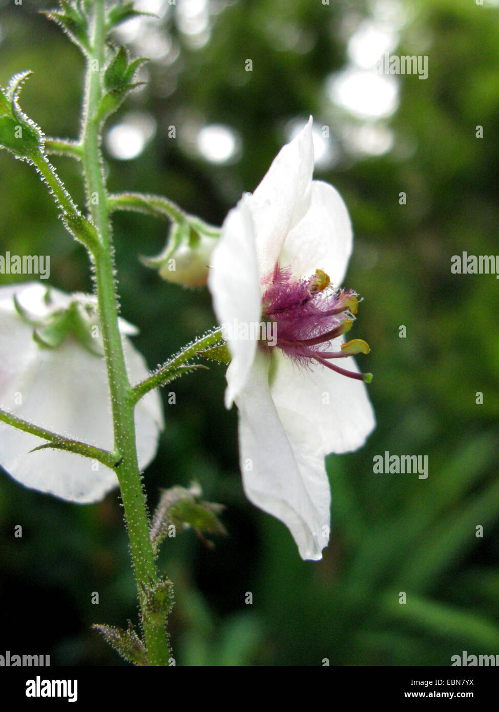 purple mullein, ornamental mullein (Verbascum phoeniceum 'Album', Verbascum phoeniceum Album), white flowering cultivar Stock Photo