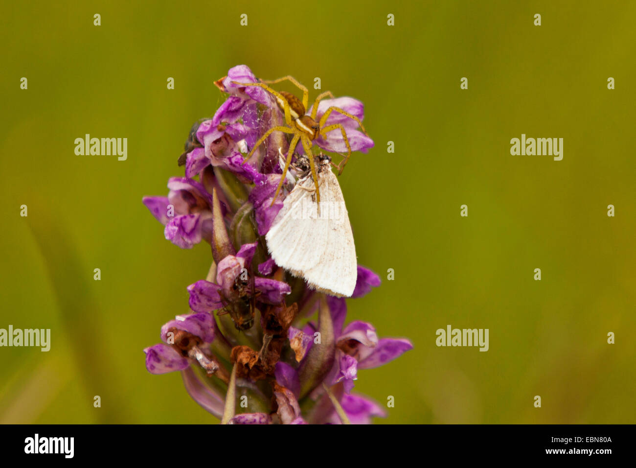 pirate spider (Pirata piraticus), with caught butterfly, Germany, Bavaria Stock Photo