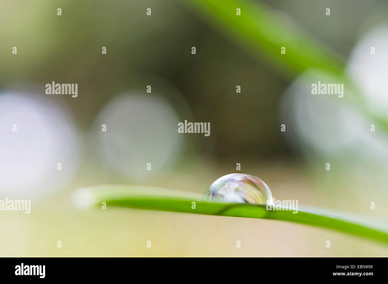 dewdrop on a blade of grass, Germany, Saxony Stock Photo