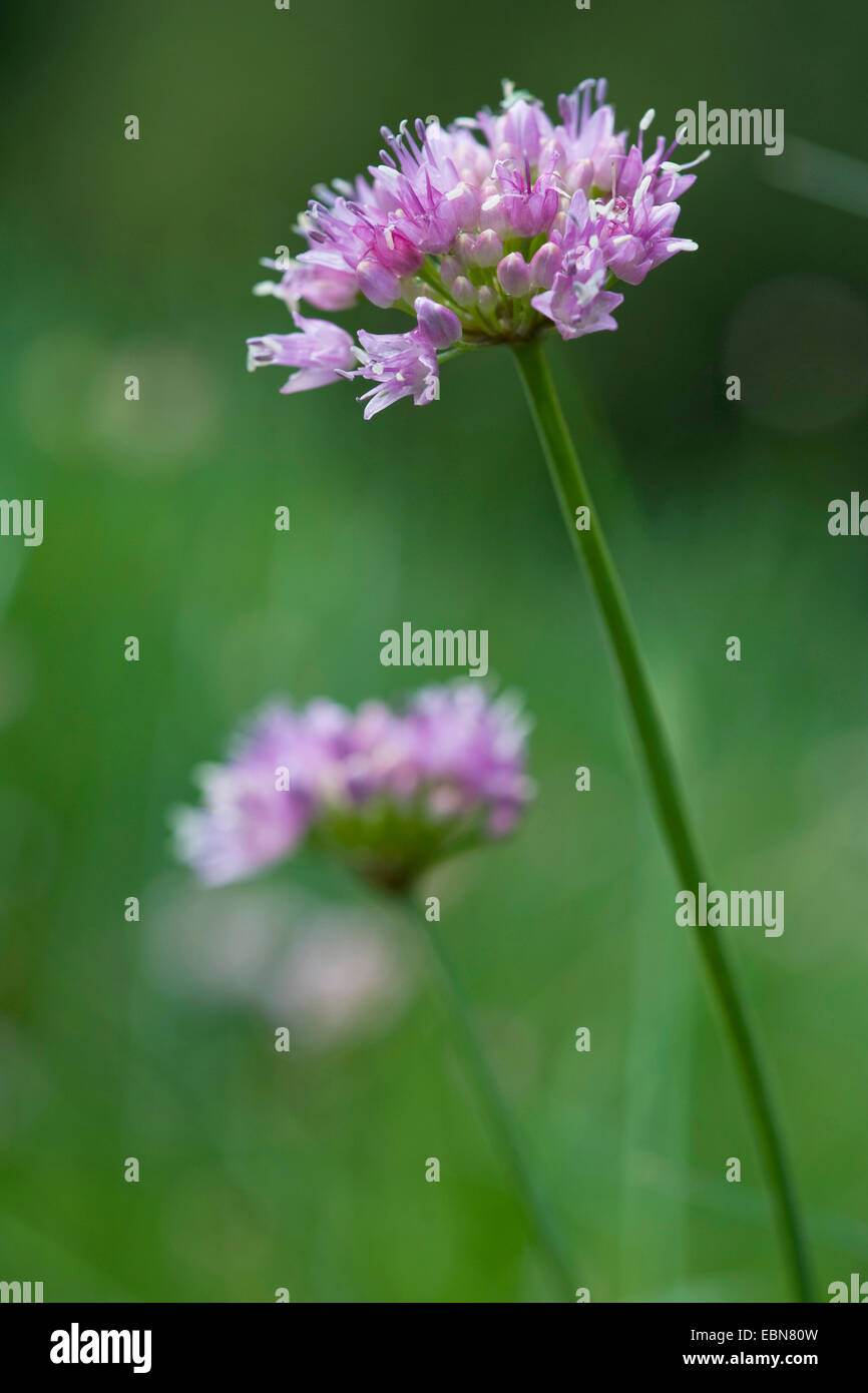 Broadleaf chives (Allium senescens, Allium senescens ssp. montanum, Allium montanum), inflorescence, Germany Stock Photo