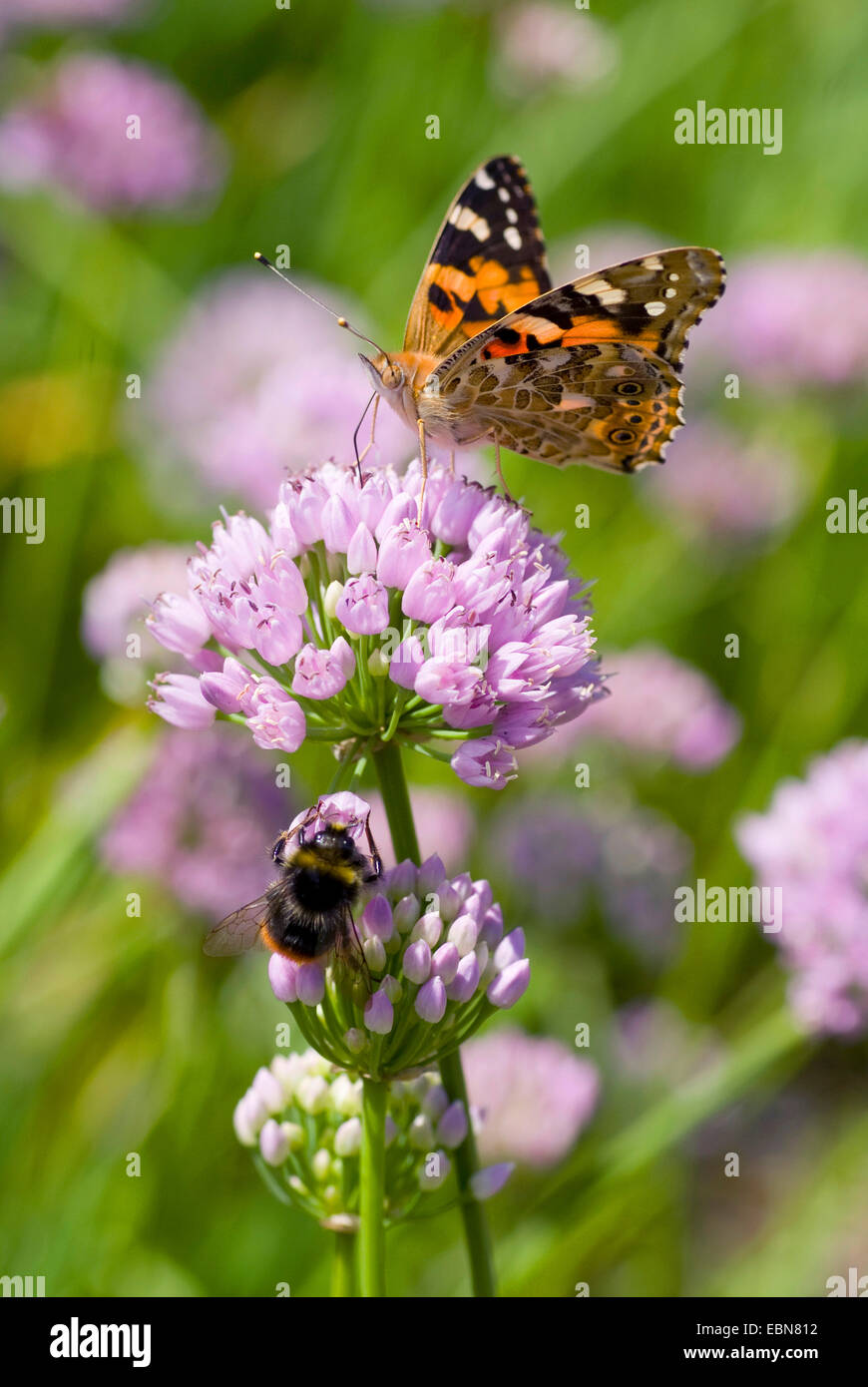 painted lady, thistle (Cynthia cardui, Vanessa cardui), inflorescence eith painted lady, Germany Stock Photo