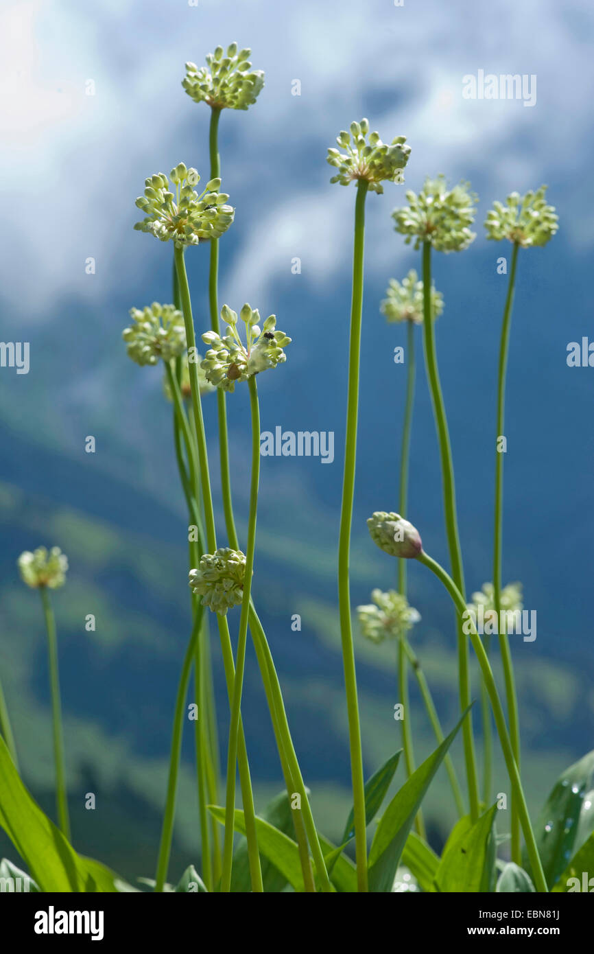 Long-rooted garlic, Victory Onion (Allium victorialis), blooming in a meadow, Switzerland, Schynige Platte Stock Photo