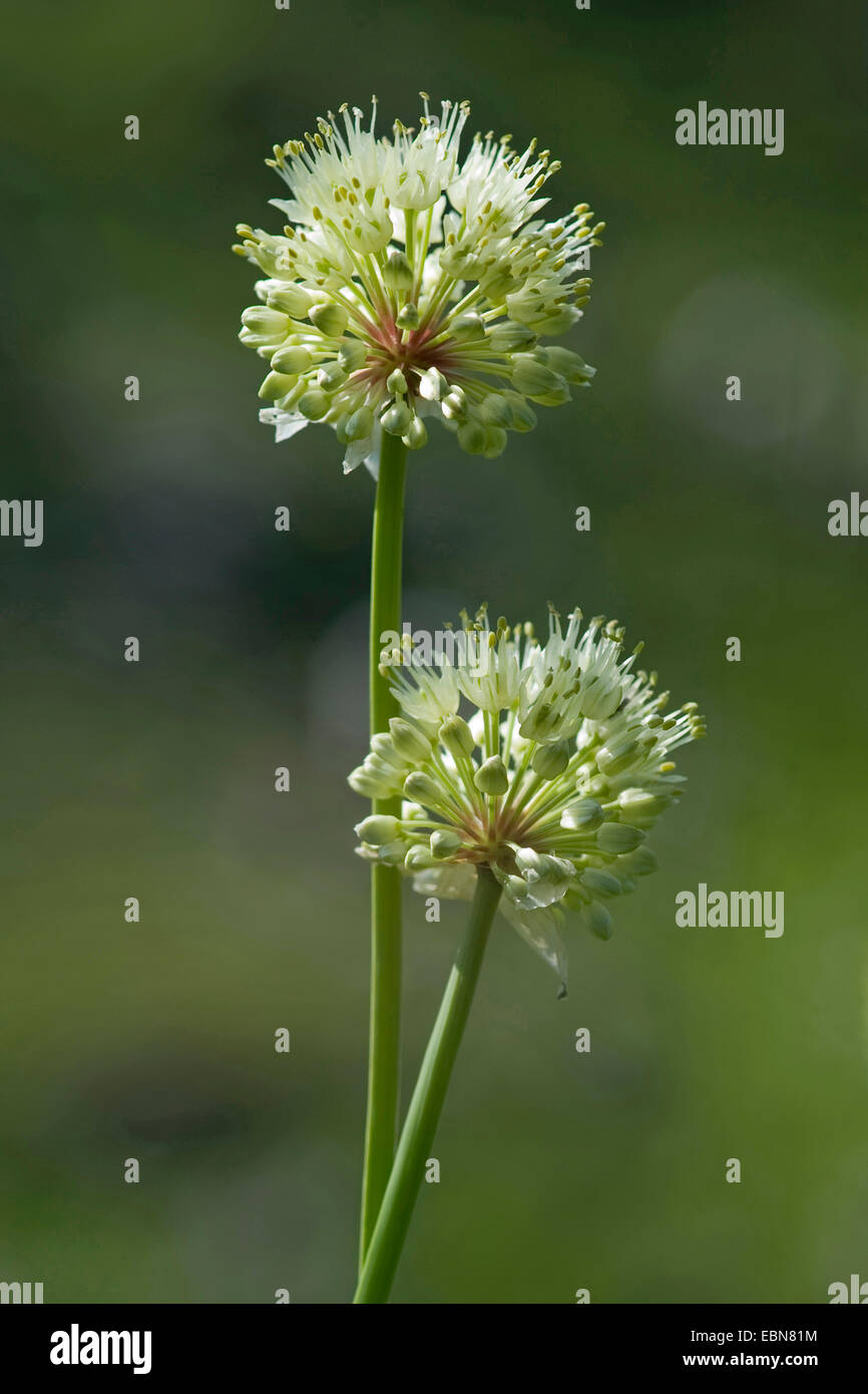 Long-rooted garlic, Victory Onion (Allium victorialis), inflorescences, Germany Stock Photo