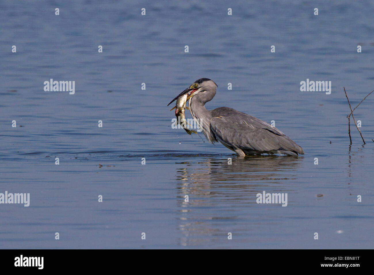 grey heron (Ardea cinerea), standing in deep water with caught pike, Germany, Bavaria, Lake Chiemsee Stock Photo