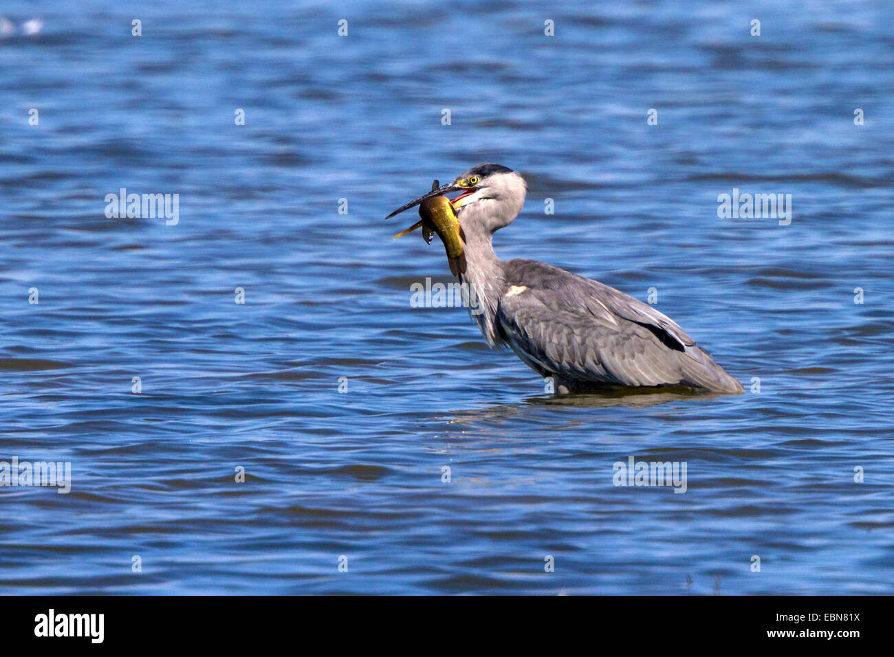 grey heron (Ardea cinerea), standing in deep water with caught tench, Germany, Bavaria, Lake Chiemsee Stock Photo