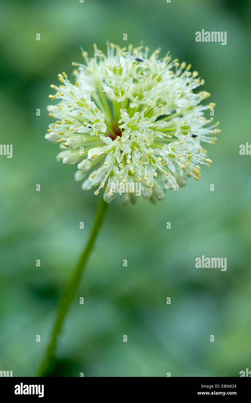 Long-rooted garlic, Victory Onion (Allium victorialis), inflorescence, Germany Stock Photo