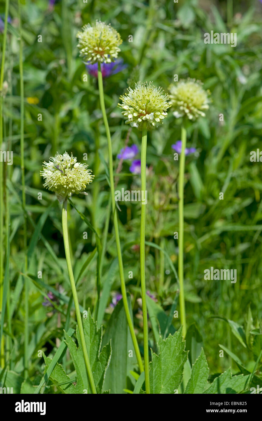Long-rooted garlic, Victory Onion (Allium victorialis), blooming in a meadow, Germany Stock Photo