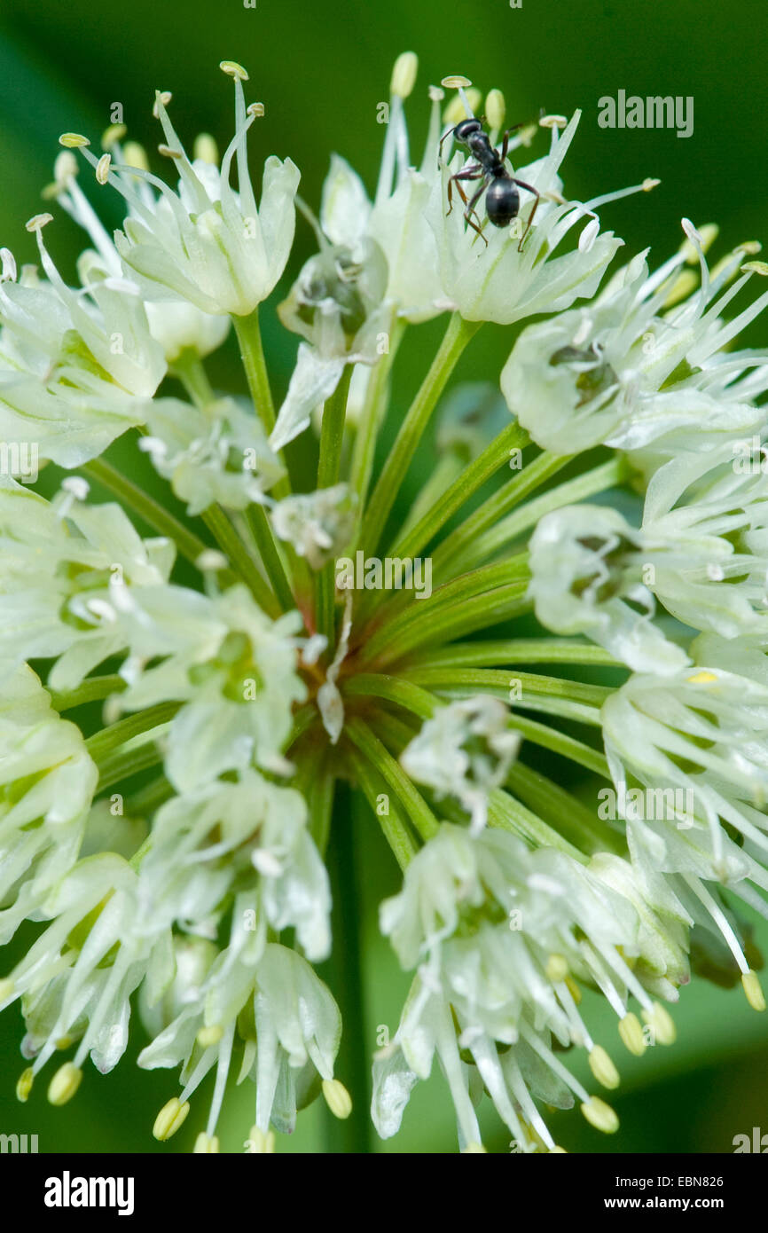 Longrooted garlic, Victory Onion (Allium victorialis), inflorescence