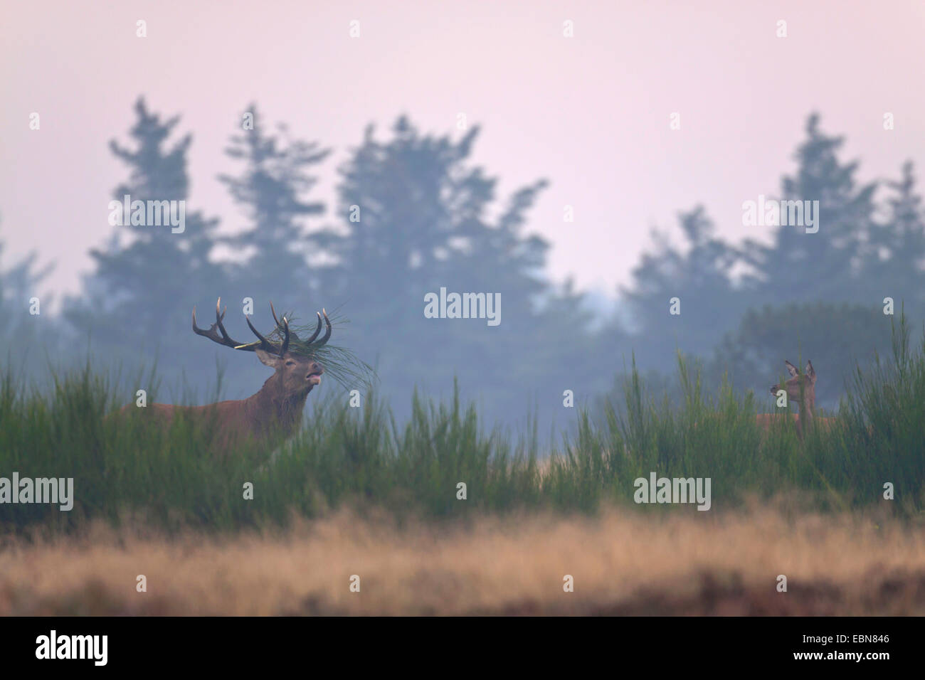 red deer (Cervus elaphus), hart and hind standing in a foggy clearing, Denmark Stock Photo