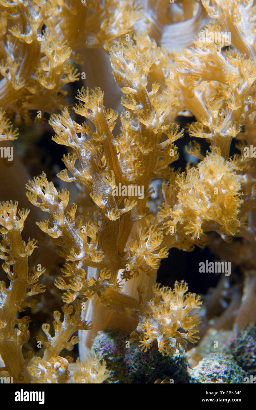 Kenya Tree Coral (Capnella spec.), macro shot Stock Photo