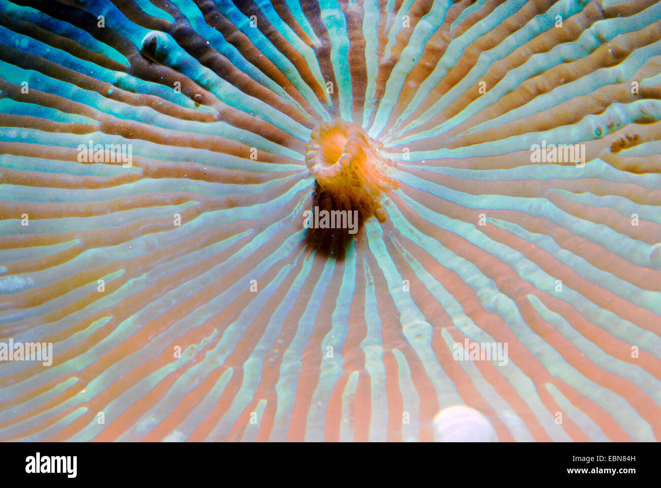 Mushroom Coral (Discosoma spec.), macro shot Stock Photo