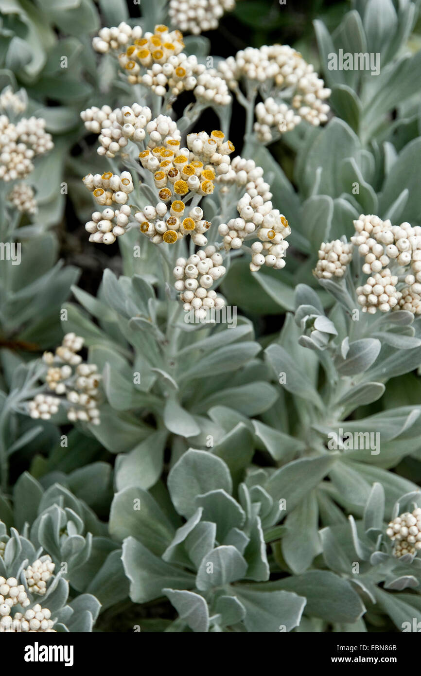 Everlast (Helichrysum gossypium), blooming, Canary Islands, Gran Canaria Stock Photo
