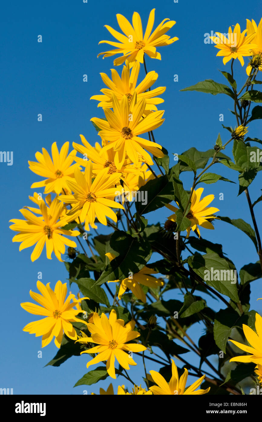 Jerusalem artichoke, Jerusalem artichoke, Sunroot, Sunchoke, Earth