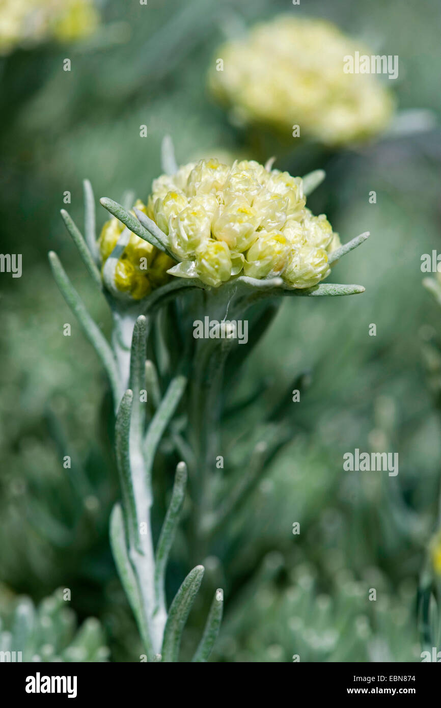 Everlast hires stock photography and images Alamy