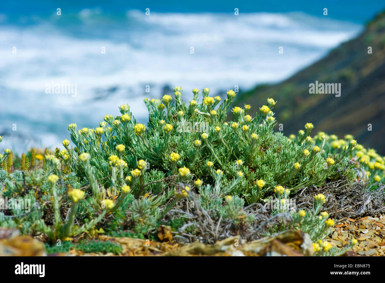 Italian Everlast (Helichrysum picardii, Helichrysum italicum ssp. picardii), blooming Stock Photo
