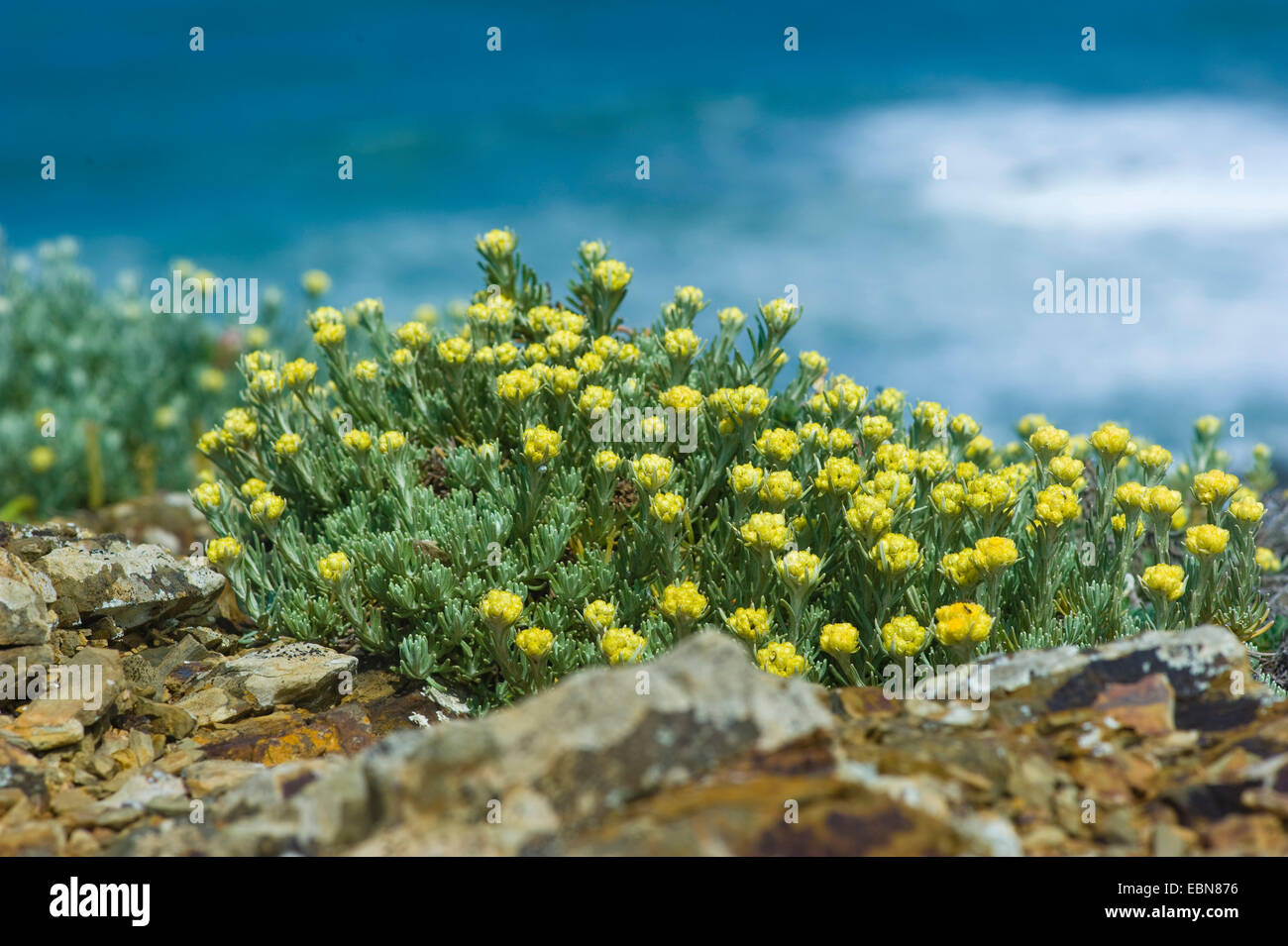 Italian wild flowers hi-res stock photography and images - Alamy