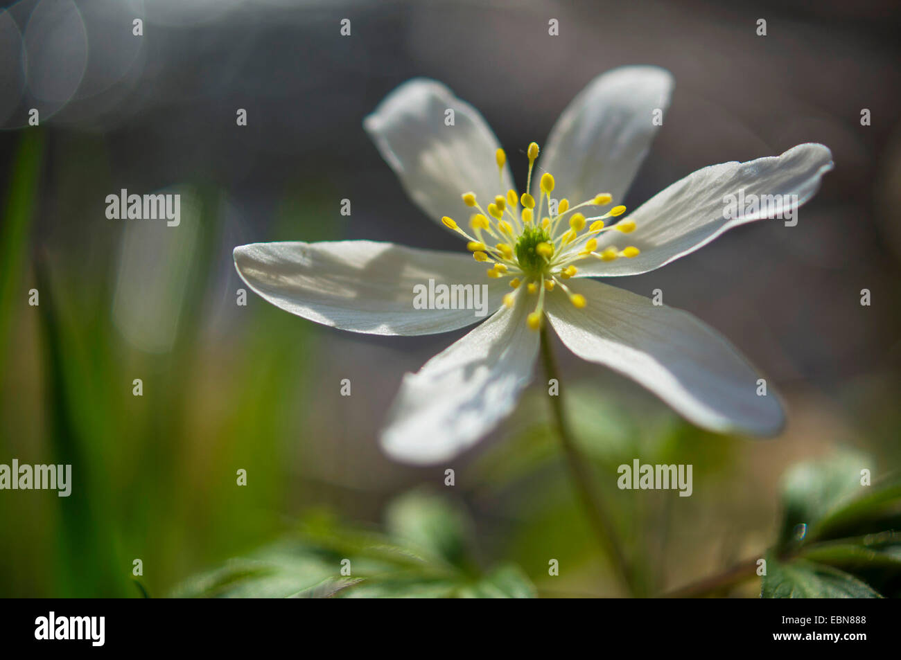 wood anemone (Anemone nemorosa), flower, Germany Stock Photo Alamy