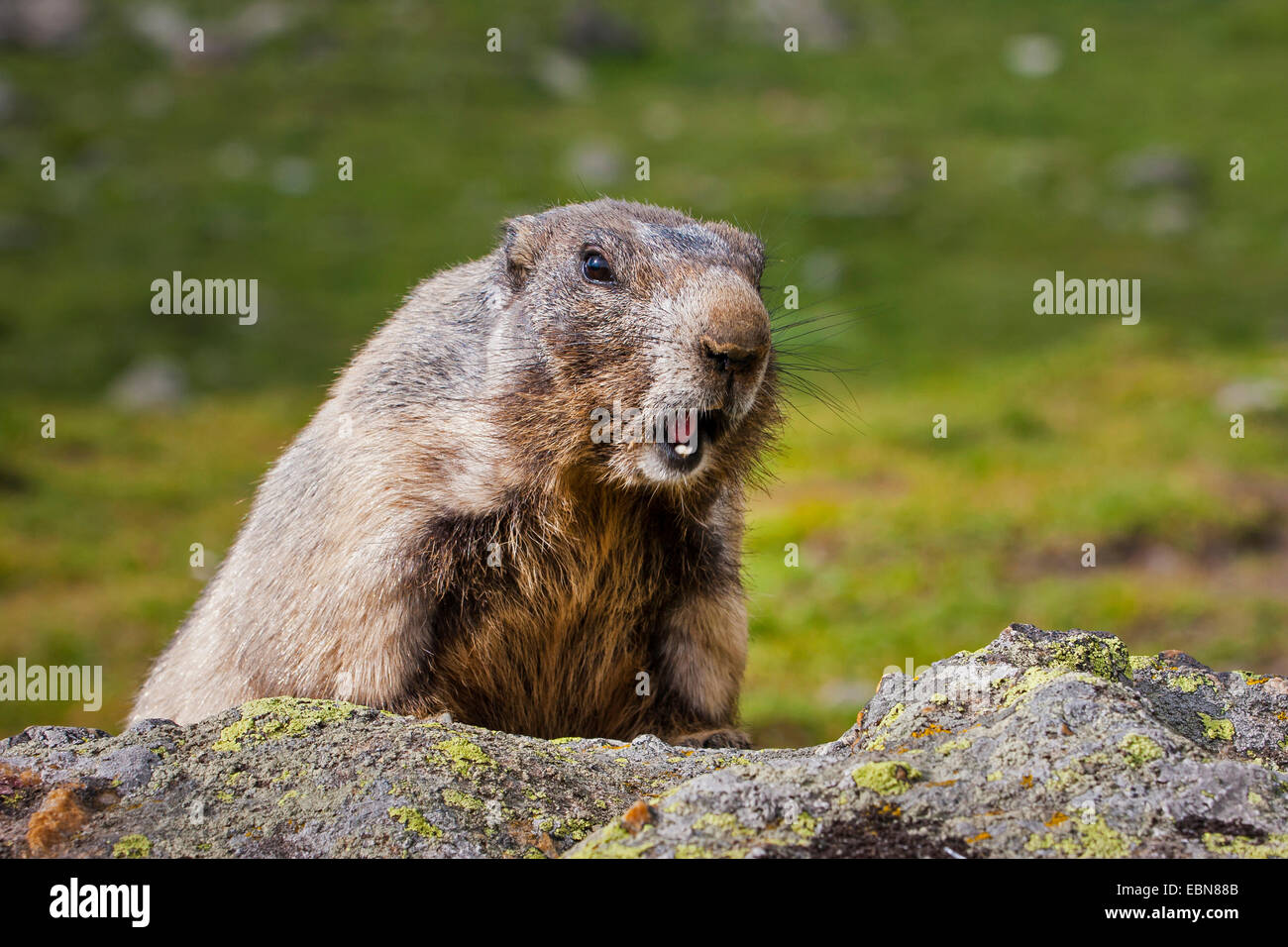 alpine marmot (Marmota marmota), sunbathing on a stone, Switzerland, Valais  Stock Photo - Alamy