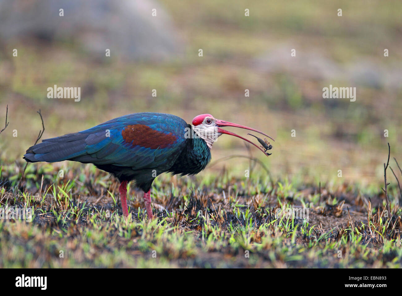 Bald ibis (Geronticus calvus), bald ibis eating a scorpion, South Africa, Ithala Game Reserve Stock Photo