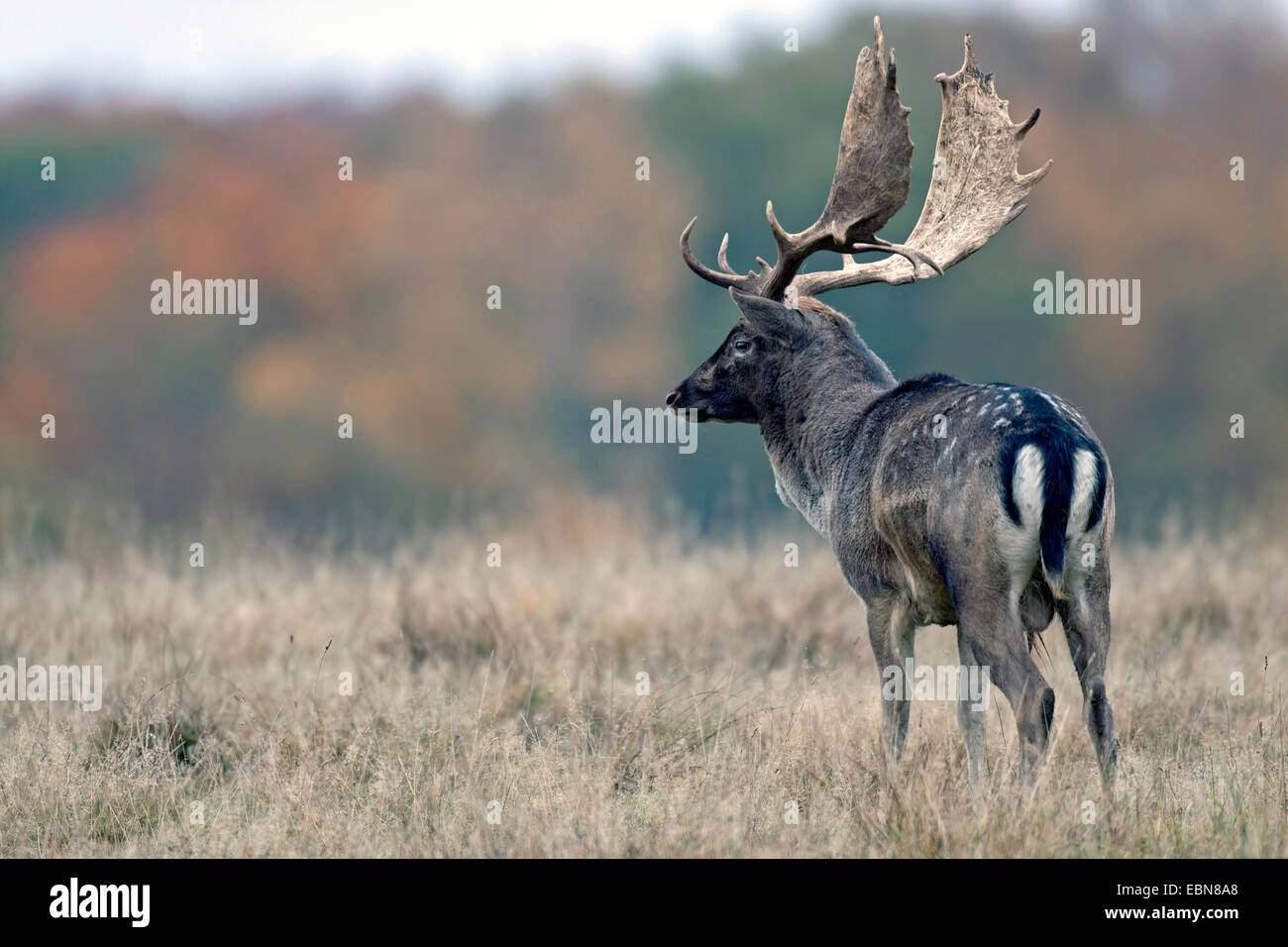 fallow deer (Dama dama, Cervus dama), stag with palmate antler standing in a clearing , Denmark, Sjaelland Stock Photo