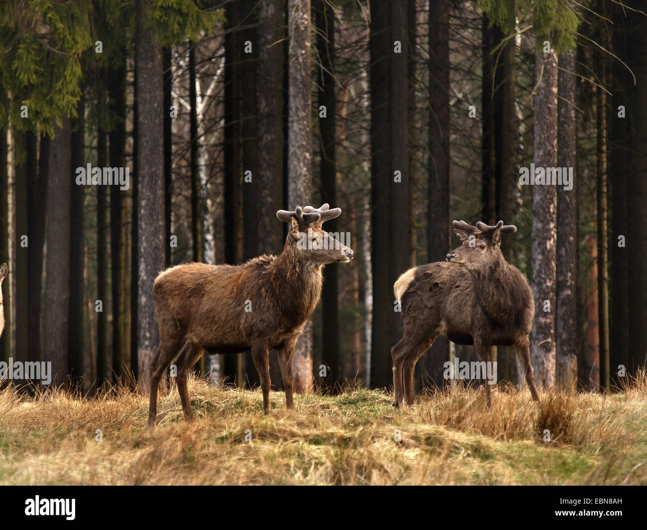 red deer (Cervus elaphus), two bulls with regrowing antlers standing at a forest edge, Germany Stock Photo